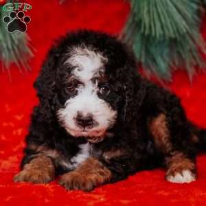 Barry, Mini Bernedoodle Puppy